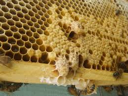 A méhpempő alkalmazása