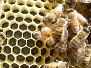 Méhpempő alkalmazási tippek 