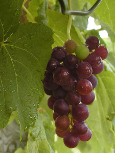 Minőségi szőlő