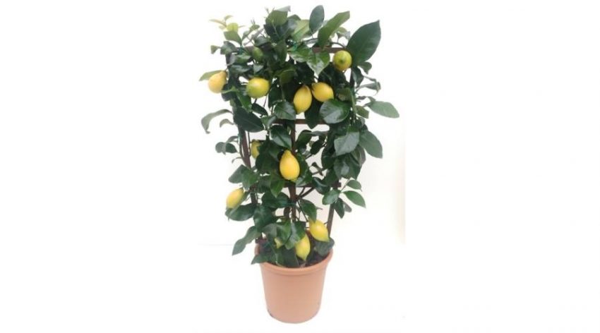 citromfa ár